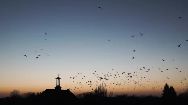 Burung Jackdaw Terbang Dalam Formasi Atas Desa Langit Biru Jelas — Stok Video
