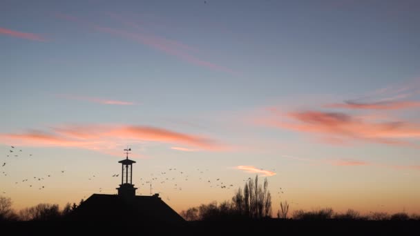 Silhouettes Jackdaw Birds Flying Welvyn Garden City England — Stock Video