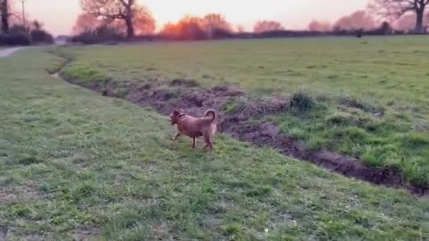 Pequeño Perro Marrón Paseando Por Campo Durante Hora Dorada Muy — Vídeo de stock