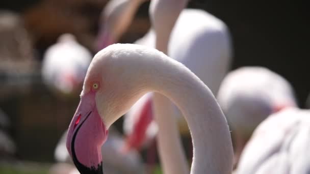 Güzel Flamingo Nun Macro Güneş Işığında Pembe Gagasıyla Dışarıda Dinleniyor — Stok video