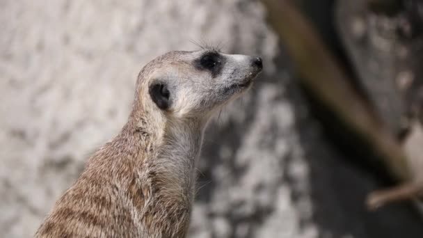 近距离拍摄可爱的Meerkat Suricata Suricatta 在大自然中四处张望 关注野生动物 — 图库视频影像