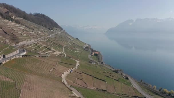 Aerial Large Vineyards Beautiful Lake — Stock videók