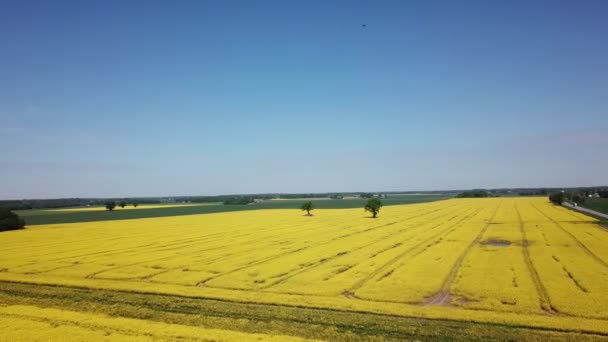 Two oak trees in the middle of a yellow blooming rapeseed field in Eastern Europe