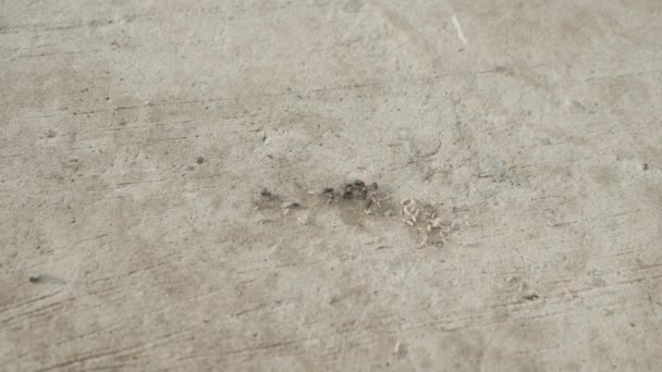 苍蝇在水泥路上吃云雀 — 图库视频影像