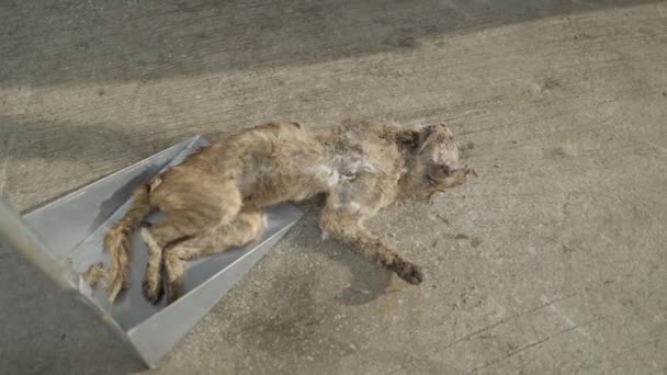 Brown Dead Cat Scoop Bangkok Street — 비디오