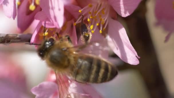 Macro Shot Wild Bee Pink Flower Collecting Pollen Sunny Day — ストック動画