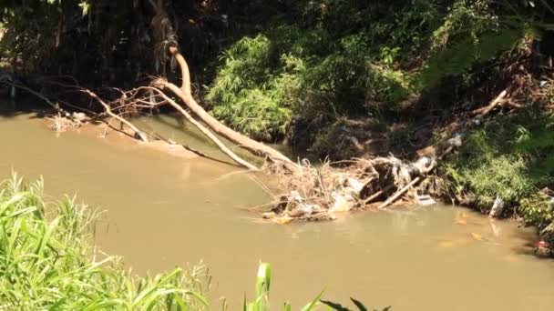 Após Frigideira Margem Rio Com Lixo Não Biodegradável Vegetação Afetada — Vídeo de Stock