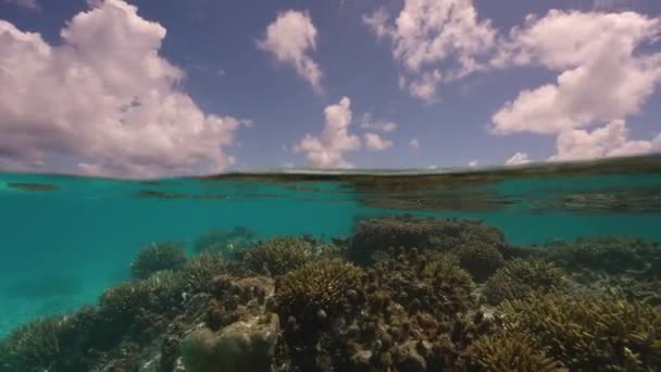 Disparo Dividido Mitad Arriba Mitad Debajo Del Agua Arrecife Coral — Vídeos de Stock