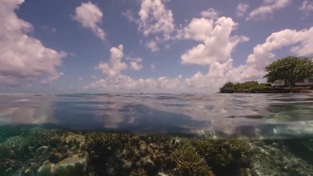 Aufgeteilte Aufnahme Halb Über Halb Unter Wasser Eines Tropischen Korallenriffs — Stockvideo