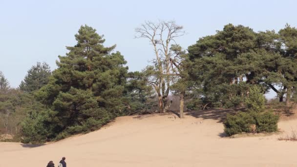背後から見た人々は 背後に松の木や枯れ木の不毛の枝と砂州ドリフト平野のユニークなオランダの自然現象 Soesterduinen砂丘をハイキング — ストック動画