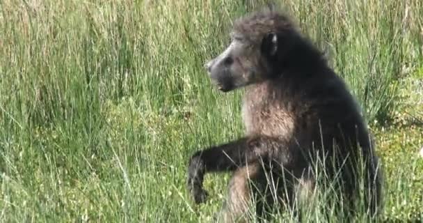 Chacma Baboon Yawns While Sitting Grass Forages Food — Stockvideo