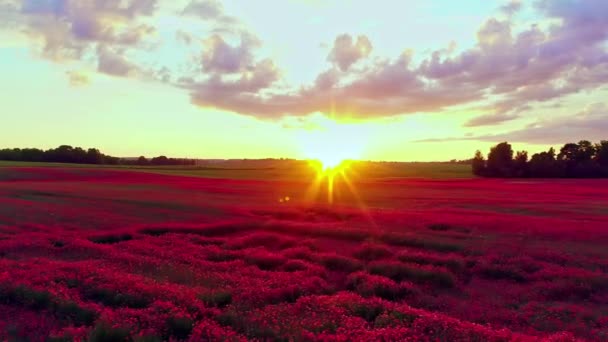 Aerial Flyover Vacker Rosa Blommande Blomma Fält Belysning Gyllene Sol — Stockvideo