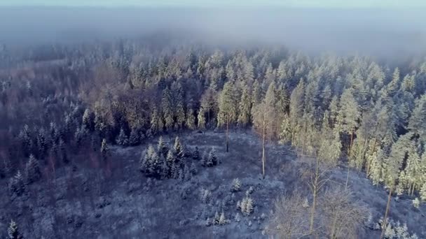 Cinematic Aerial Flight Snowy Forest Trees Foggy Day Cleared Woodland — 비디오