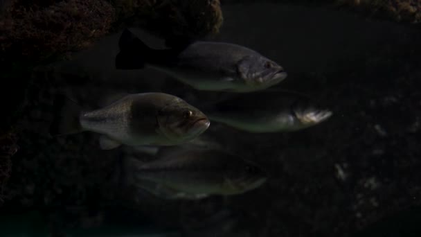 Egy csapat lusta hal rejtőzik a sziklák alatt sötét vízben.