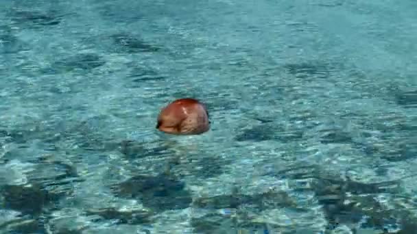 Coconut Floating Tropical Crystal Clear Water Lagoon Atoll Fakarava French — стокове відео