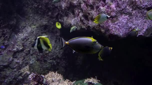 Coralfish Banderín Mar Rojo Egipto Peces Negros Amarillos Rayas Tropicales — Vídeos de Stock