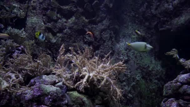 Τροπικά Πολύχρωμα Ψάρια Κρύβονται Κοντά Κοράλλια Στο Βυθό — Αρχείο Βίντεο