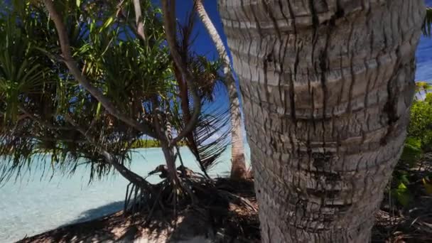 Camera Tracks Trunk Coconut Palmtree Crystal Clear Blue Lagoon Atoll — 비디오
