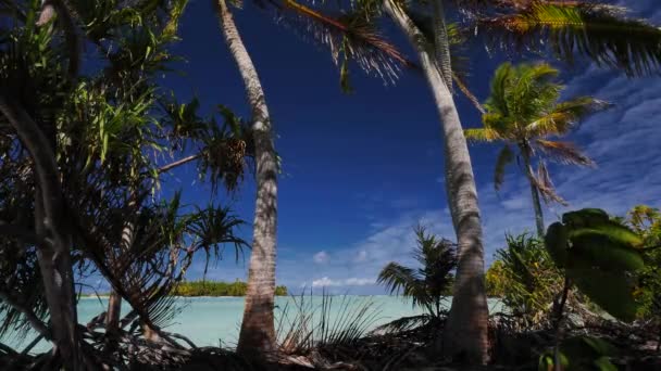 Пальма Кокосового Горіха Тінь Найкрасивішому Тропічному Пляжі Атола Факарави Французька — стокове відео