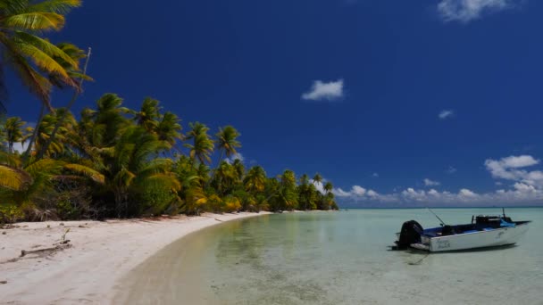 Playa Tropical Más Hermosa Del Atolón Fakarava Polinesia Francesa Con — Vídeos de Stock