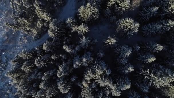 Aerial Flyover Snowy Spruce Trees Woodland Winter Lighting Sun Morning — Video Stock