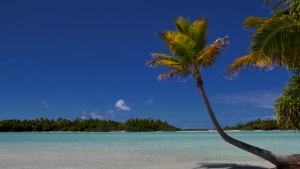 Palma Kokosowa Najpiękniejszej Tropikalnej Plaży Atolu Fakarava Polinezja Francuska Krystalicznie — Wideo stockowe