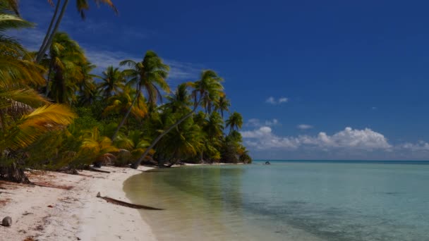 Palmeras Coco Playa Tropical Más Hermosa Del Atolón Fakarava Polinesia — Vídeos de Stock