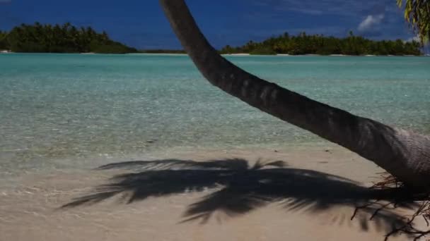 Palmera Coco Sombra Playa Tropical Más Hermosa Del Atolón Fakarava — Vídeos de Stock