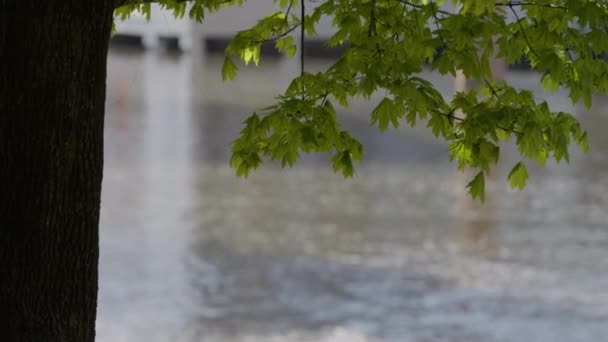 Tree Trunk Green Leaves River Water Background Pedestal — Vídeo de Stock