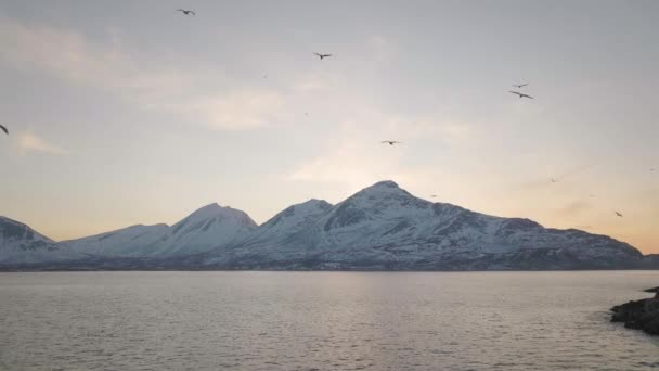Panoramatická Zimní Krajina Hejnem Ústřicových Ptáků Létajících Nad Klidným Oceánem — Stock video