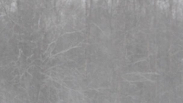 Морозний Дощ Сніг Вислизає Морозних Гілках Дерев Зміщення Фокусу — стокове відео