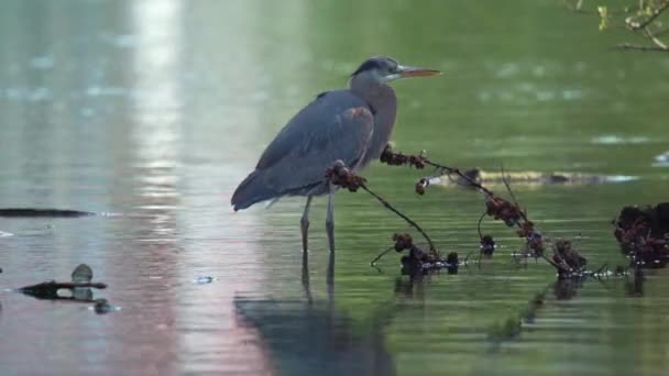 Close Shot Great Blue Heron Standing Lake Cooling Feet Nature — Stok Video