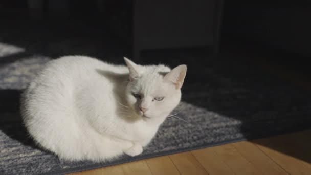 White Cat Basking Sunshine Meowing — Vídeo de stock