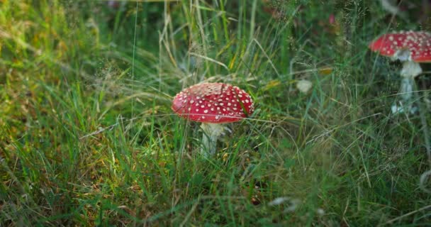 Fly Agaric Mushroom Fairy Tales Pair Red White Dotted Fungus — Stock video