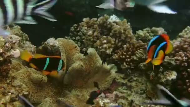 Peixe Anêmona Uma Anêmona Cercada Por Muitos Peixes Tropicais Fiji — Vídeo de Stock