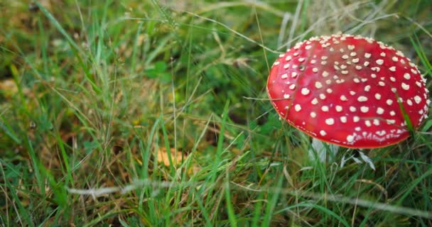 在林地上放飞无菌的天牛蘑菇 野外头戴红白相间的毒菌 — 图库视频影像