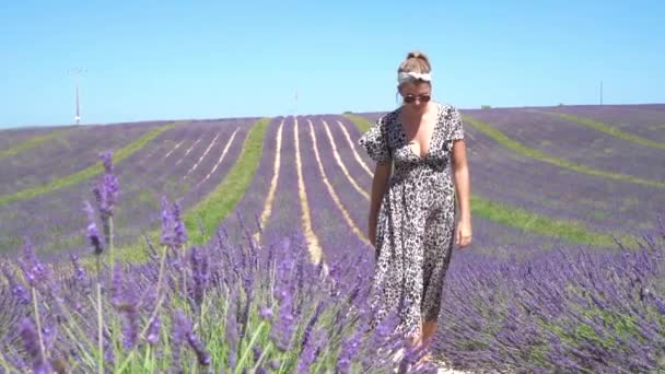 Young Female Slowly Walking Stunning Purple Lavender Fields Provence France — Αρχείο Βίντεο