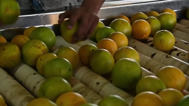 慎重に農家の手で摘み コンベアベルトから最高のオレンジを選択します — ストック動画