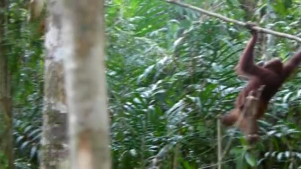 Orangutan Swinging Tree Tree Reach Table Bananas Eat Borneo Forest — Αρχείο Βίντεο