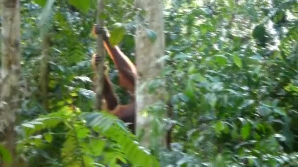 Young Orangutan Climbing Trees Forest Borneo Tracking Shot — Vídeos de Stock