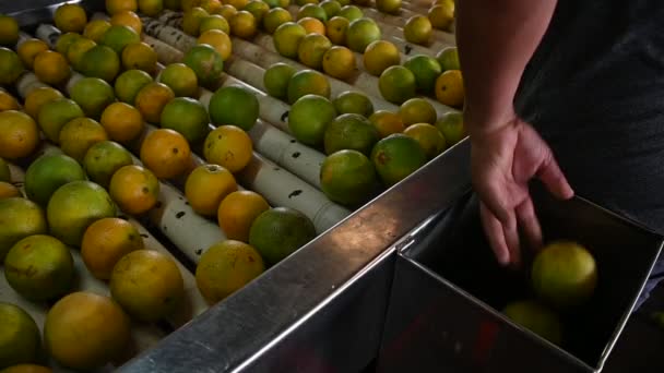 手从传送带中挑选出最好的橙子 — 图库视频影像