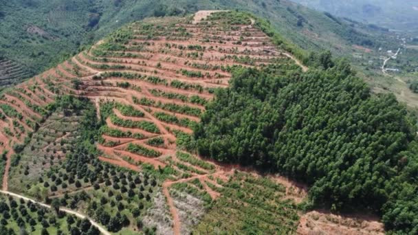 Deforestation Hilltop Being Replaced Coffee Fields Grown South Vietnam Aerial — Stock Video