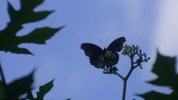 Метелик Натягнутий Квітку Дикому Лісі Синій Фон Неба Комаха Відео — стокове відео