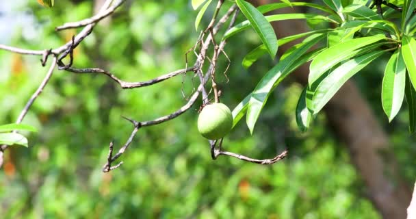 Cerbera Odollam Fruit Hanging Green Tree Отруйні Плоди Використовують Самогубства — стокове відео