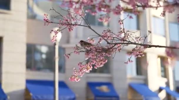 桜の木の開花時に鳥 狩りの滑らかな高フレームレートスローモーションショット 日没近くだ 夢のような ワシントンDcで撮影 建物を背景に ぼやけている 60Fps — ストック動画