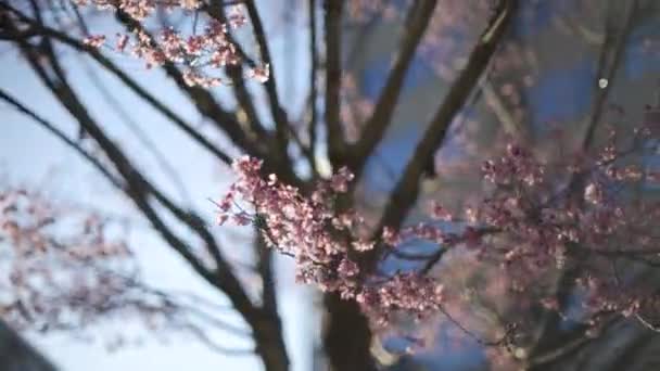 Gladde Hoge Frame Rate Slow Motion Shot Van Kersenbloesem Sakura — Stockvideo