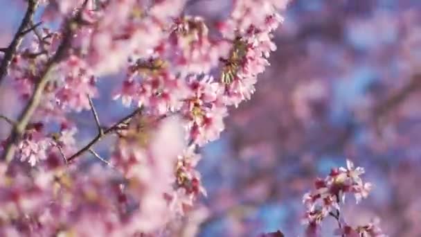 Medium Shot Sima Nagy Képkocka Sebesség Lassított Felvétel Cseresznyevirág Sakura — Stock videók