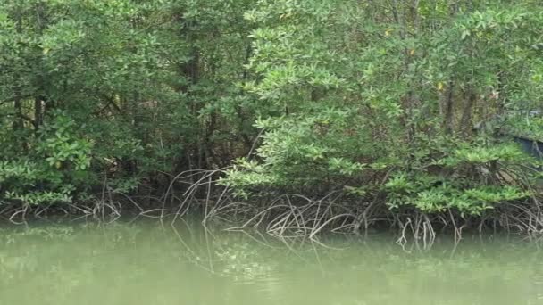 Tiro Pan Barco Pequeno Afundado Floresta Manguezal — Vídeo de Stock