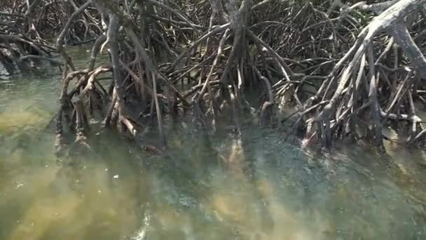 Mangrove Forest Roots Tidal Ocean Thailand — Wideo stockowe