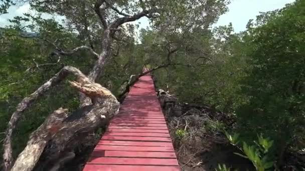 Bosque Manglar Antiguo Con Paseo Tablero Rojo Para Turismo Ecológico — Vídeo de stock